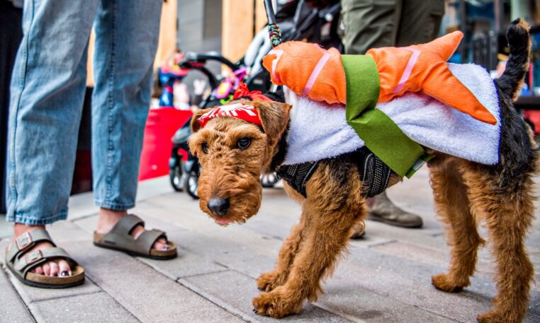 Howl-O-Ween: Dog Costume Party
