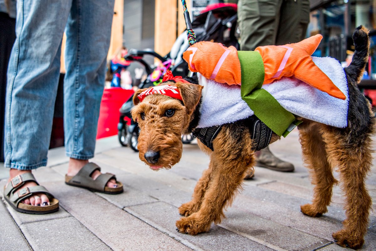 McGregor Square - Events - Dog Costume Party